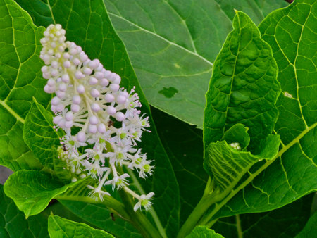 Phytolacca americana L, also known as American pokeweed, poke sallet, dragonberries, and inkberry, is a poisonous, herbaceous perennial plant in the family Phytolaccaceae.の写真素材