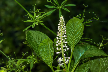 Phytolacca americana L, also known as American pokeweed, poke sallet, dragonberries, and inkberry, is a poisonous, herbaceous perennial plant in the family Phytolaccaceae.の写真素材
