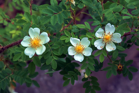 Rosa spinosissima L, Rosa pimpinellifolia, the rosehip bush grows and blooms in the garden in summerの写真素材