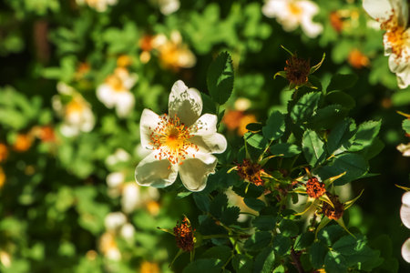 Rosa spinosissima L, Rosa pimpinellifolia, the rosehip bush grows and blooms in the garden in summerの写真素材