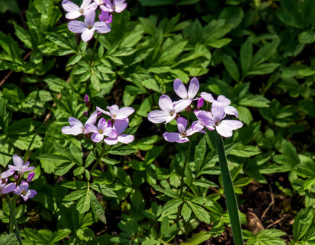 Cardamine pratensis L, lady's smock flowering plant.の写真素材