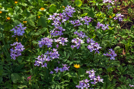 Cardamine pratensis L, lady's smock flowering plant.の写真素材
