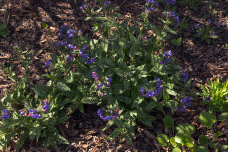 Pulmonaria officinalis wild flowering woodland plant, group of blue violet purple pink flowers in bloom, green leavesの写真素材