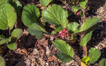 Elephants ears flowers and leaves - Latin name - Bergenia crassifolia L.の写真素材