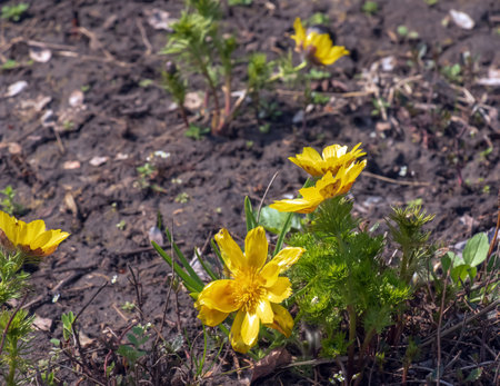 Pheasant's eye, or yellow pheasant's eye in Latin Adonis vernalis L. Blooms in the spring garden.の写真素材