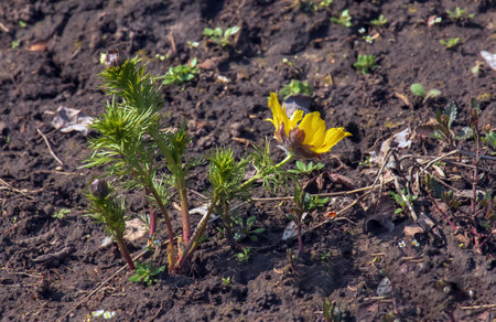 Pheasant's eye, or yellow pheasant's eye in Latin Adonis vernalis L. Blooms in the spring garden.の写真素材