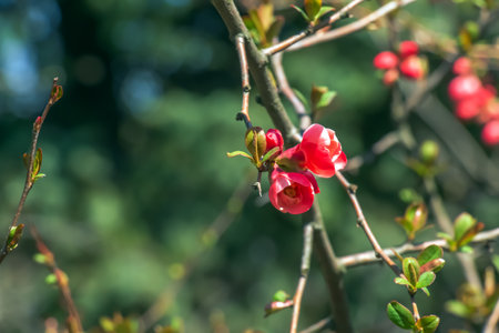Japanese ornamental quince in Latin Chaenomeles blooms in the garden with red flowersの写真素材