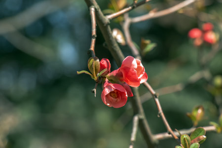Japanese ornamental quince in Latin Chaenomeles blooms in the garden with red flowersの写真素材