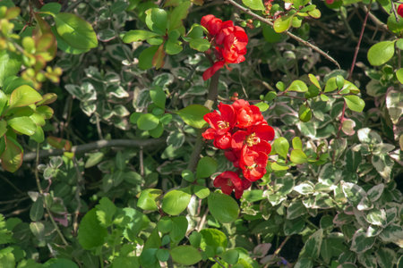 Japanese ornamental quince in Latin Chaenomeles blooms in the garden with red flowersの写真素材