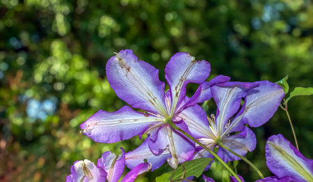Closeup of Clematis viticella or Polish Spirit purple flower in the gardenの写真素材