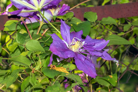 Closeup of Clematis viticella or Polish Spirit purple flower in the gardenの写真素材