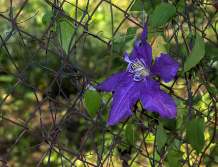Closeup of Clematis viticella or Polish Spirit purple flower in the gardenの写真素材
