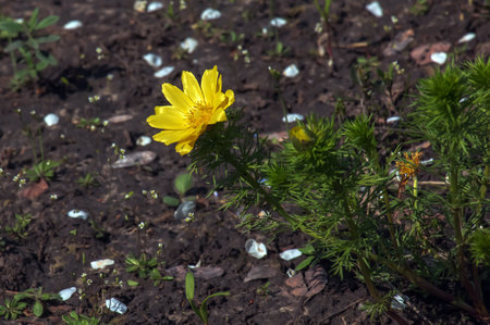 Pheasant's eye, or yellow pheasant's eye in Latin Adonis vernalis L. Blooms in the spring garden.の写真素材