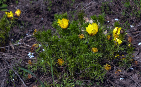 Pheasant's eye, or yellow pheasant's eye in Latin Adonis vernalis L. Blooms in the spring garden.の写真素材