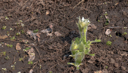 Beautiful Pulsatilla vulgaris in the garden in spring. Pulsatilla vulgaris, pasqueflower, is a species of flowering plant belonging to the buttercup family, Ranunculaceae.の写真素材
