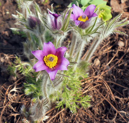 Beautiful Pulsatilla vulgaris in the garden in spring. Pulsatilla vulgaris, pasqueflower, is a species of flowering plant belonging to the buttercup family, Ranunculaceae.の写真素材
