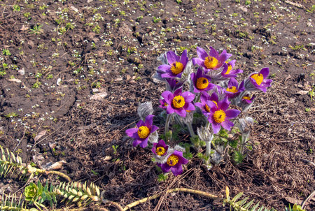 Beautiful Pulsatilla vulgaris in the garden in spring. Pulsatilla vulgaris, pasqueflower, is a species of flowering plant belonging to the buttercup family, Ranunculaceae.の写真素材