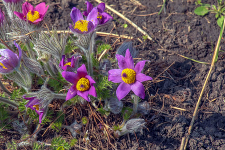 Beautiful Pulsatilla vulgaris in the garden in spring. Pulsatilla vulgaris, pasqueflower, is a species of flowering plant belonging to the buttercup family, Ranunculaceae.の写真素材