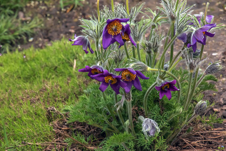 Beautiful Pulsatilla vulgaris in the garden in spring. Pulsatilla vulgaris, pasqueflower, is a species of flowering plant belonging to the buttercup family, Ranunculaceae.の写真素材