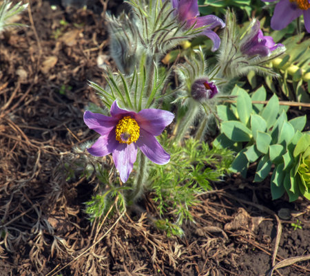 Beautiful Pulsatilla vulgaris in the garden in spring. Pulsatilla vulgaris, pasqueflower, is a species of flowering plant belonging to the buttercup family, Ranunculaceae.の写真素材