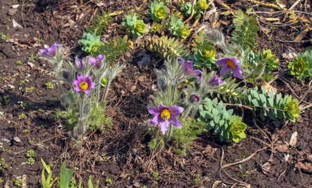 Beautiful Pulsatilla vulgaris in the garden in spring. Pulsatilla vulgaris, pasqueflower, is a species of flowering plant belonging to the buttercup family, Ranunculaceae.の写真素材