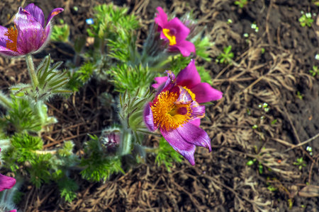 Beautiful Pulsatilla vulgaris in the garden in spring. Pulsatilla vulgaris, pasqueflower, is a species of flowering plant belonging to the buttercup family, Ranunculaceae.の写真素材