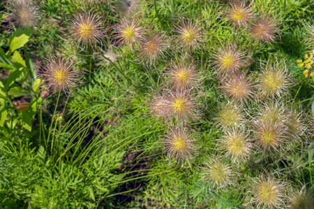 Closeup of the wiry Pulsatilla vulgaris silky seed headsの写真素材