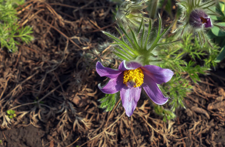 Beautiful Pulsatilla vulgaris in the garden in spring. Pulsatilla vulgaris, pasqueflower, is a species of flowering plant belonging to the buttercup family, Ranunculaceae.の写真素材
