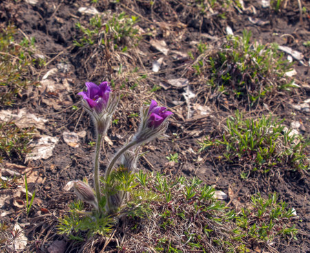 Beautiful Pulsatilla vulgaris in the garden in spring. Pulsatilla vulgaris, pasqueflower, is a species of flowering plant belonging to the buttercup family, Ranunculaceae.の写真素材