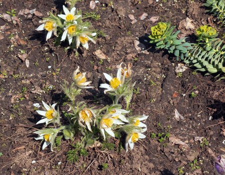 Beautiful Pulsatilla vulgaris in the garden in spring. Pulsatilla vulgaris, pasqueflower, is a species of flowering plant belonging to the buttercup family, Ranunculaceae.の写真素材