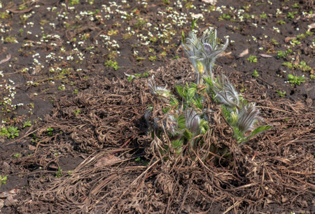 Beautiful Pulsatilla vulgaris in the garden in spring. Pulsatilla vulgaris, pasqueflower, is a species of flowering plant belonging to the buttercup family, Ranunculaceae.の写真素材