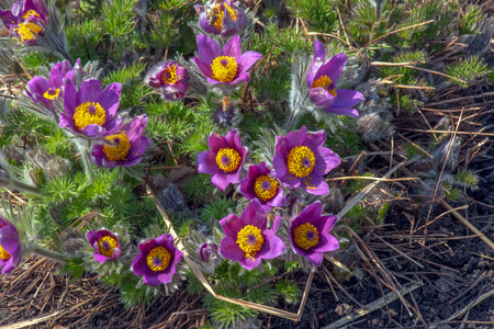 Beautiful Pulsatilla vulgaris in the garden in spring. Pulsatilla vulgaris, pasqueflower, is a species of flowering plant belonging to the buttercup family, Ranunculaceae.の写真素材