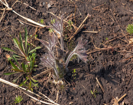 Beautiful Pulsatilla vulgaris in the garden in spring. Pulsatilla vulgaris, pasqueflower, is a species of flowering plant belonging to the buttercup family, Ranunculaceae.の写真素材
