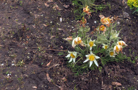 Beautiful Pulsatilla vulgaris in the garden in spring. Pulsatilla vulgaris, pasqueflower, is a species of flowering plant belonging to the buttercup family, Ranunculaceae.の写真素材