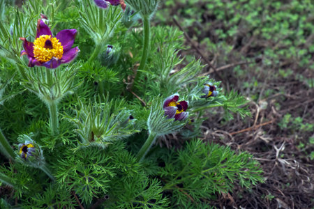 Beautiful Pulsatilla vulgaris in the garden in spring. Pulsatilla vulgaris, pasqueflower, is a species of flowering plant belonging to the buttercup family, Ranunculaceae.の写真素材