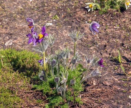 Beautiful Pulsatilla vulgaris in the garden in spring. Pulsatilla vulgaris, pasqueflower, is a species of flowering plant belonging to the buttercup family, Ranunculaceae.の写真素材