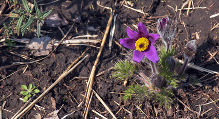 Beautiful Pulsatilla vulgaris in the garden in spring. Pulsatilla vulgaris, pasqueflower, is a species of flowering plant belonging to the buttercup family, Ranunculaceae.の写真素材