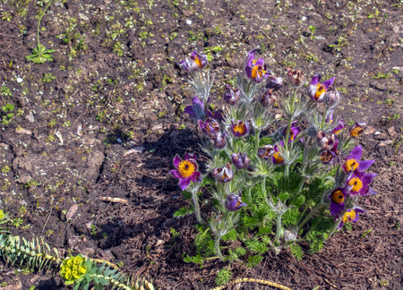 Beautiful Pulsatilla vulgaris in the garden in spring. Pulsatilla vulgaris, pasqueflower, is a species of flowering plant belonging to the buttercup family, Ranunculaceae.の写真素材