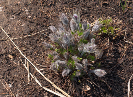 Beautiful Pulsatilla vulgaris in the garden in spring. Pulsatilla vulgaris, pasqueflower, is a species of flowering plant belonging to the buttercup family, Ranunculaceae.の写真素材