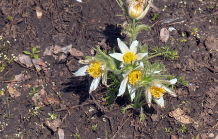 Beautiful Pulsatilla vulgaris in the garden in spring. Pulsatilla vulgaris, pasqueflower, is a species of flowering plant belonging to the buttercup family, Ranunculaceae.の写真素材