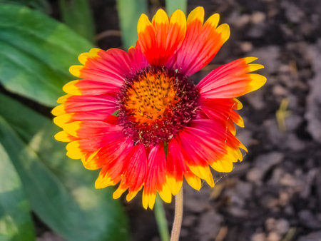 Beautiful of Gaillardia aristata flower with selective focus on green blurred background. summer flower. head of gorgeous blooming flowersの写真素材
