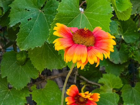 Beautiful of Gaillardia aristata flower with selective focus on green blurred background. summer flower. head of gorgeous blooming flowersの写真素材