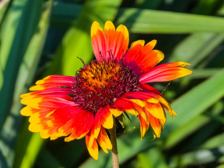 Beautiful of Gaillardia aristata flower with selective focus on green blurred background. summer flower. head of gorgeous blooming flowersの写真素材