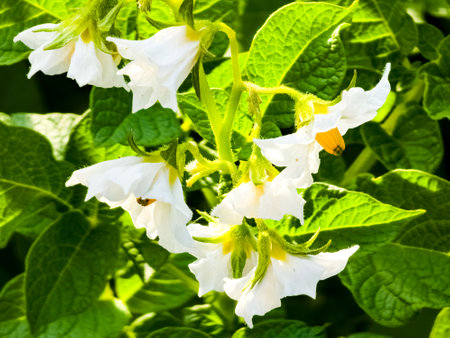 Flowering potatoes. Potato flowers blossom in sunlight grow in plant. White blooming potato flower on farm field. Close up organic vegetable flowers blossom growth in garden.の写真素材