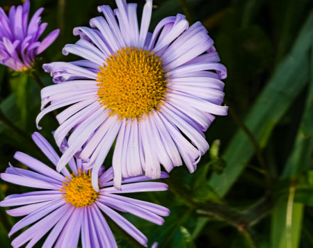 Aster alpinus L. Alpine chamomile. Beautiful purple flower in the garden.の写真素材