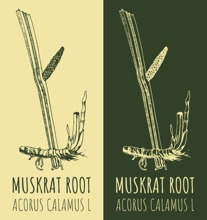 Drawings sway or muskrat root. hand drawn illustration. Latin name ACORUS CALAMUS L.のイラスト素材