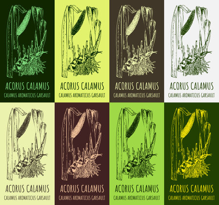 Set of drawing of sway or muskrat root in various colors. hand drawn illustration. Latin name ACORUS CALAMUS L.のイラスト素材