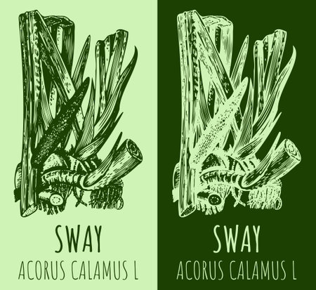 Drawings sway or muskrat root. hand drawn illustration. Latin name ACORUS CALAMUS L.のイラスト素材