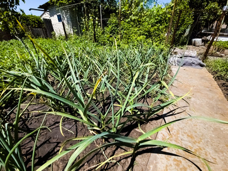 Garlic grows on the garden bed. Agricultural field with several rows of garlic.の写真素材