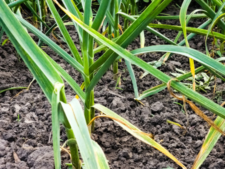 Garlic grows on the garden bed. Agricultural field with several rows of garlic.の写真素材